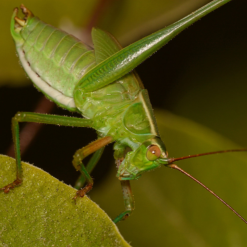 Hopper6.jpg