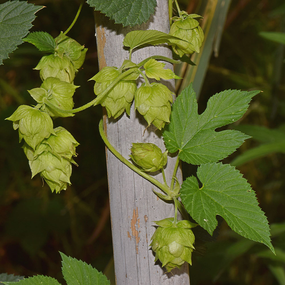 Hops.jpg