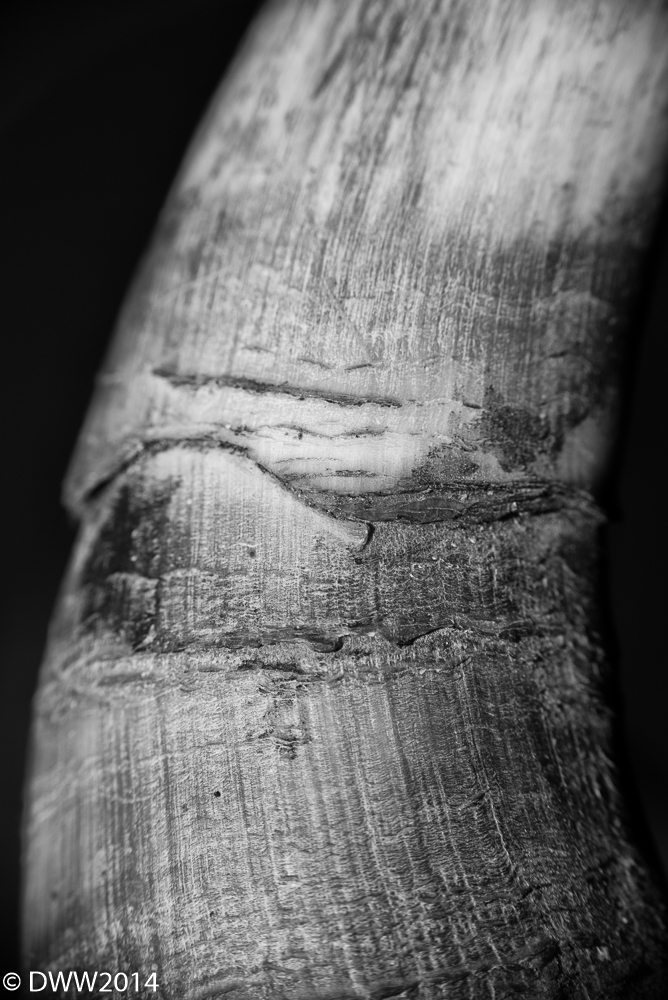 Horn (1 of 1).jpg