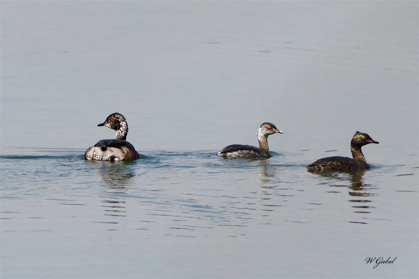 HornedGrebe sm.jpg