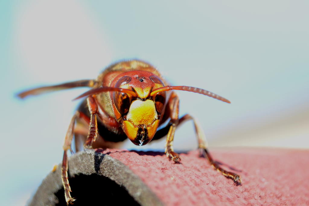Hornet.jpg
