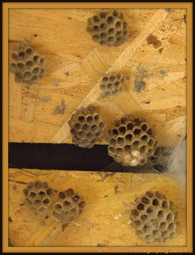 Hornet Nests.jpg