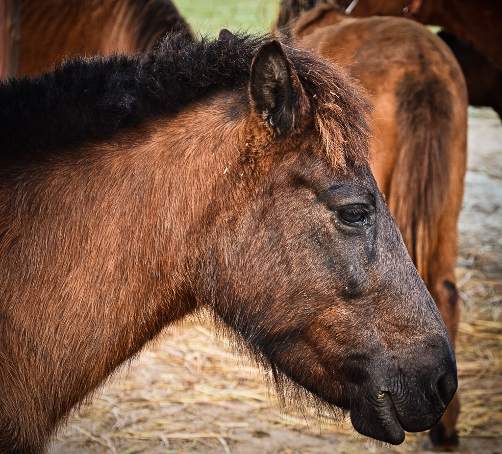 horse-1.jpg