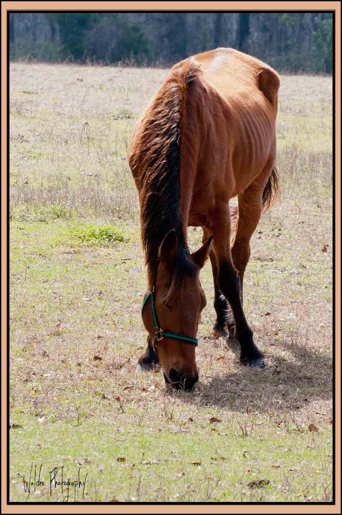 Horse 1.jpg