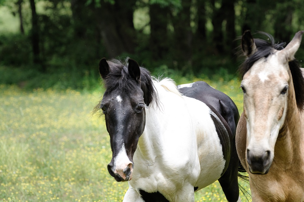 Horse--2.jpg