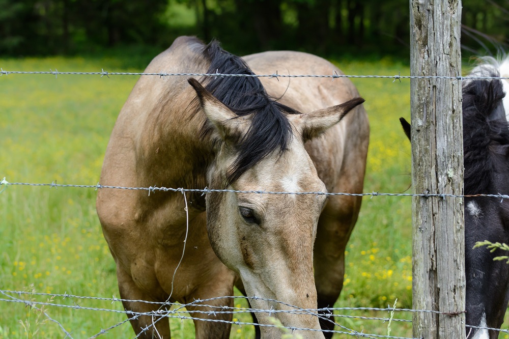 Horse-9613.jpg