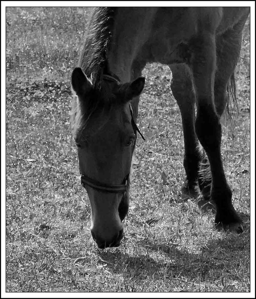 Horse BW.jpg
