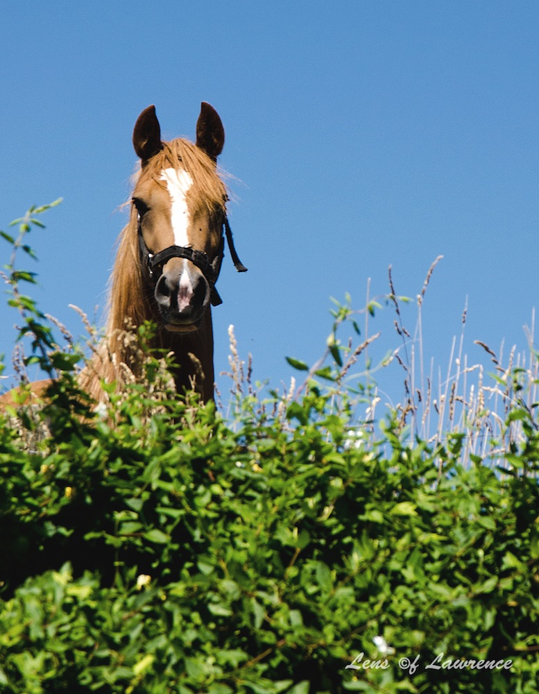 Horse over hedge LOL.jpg