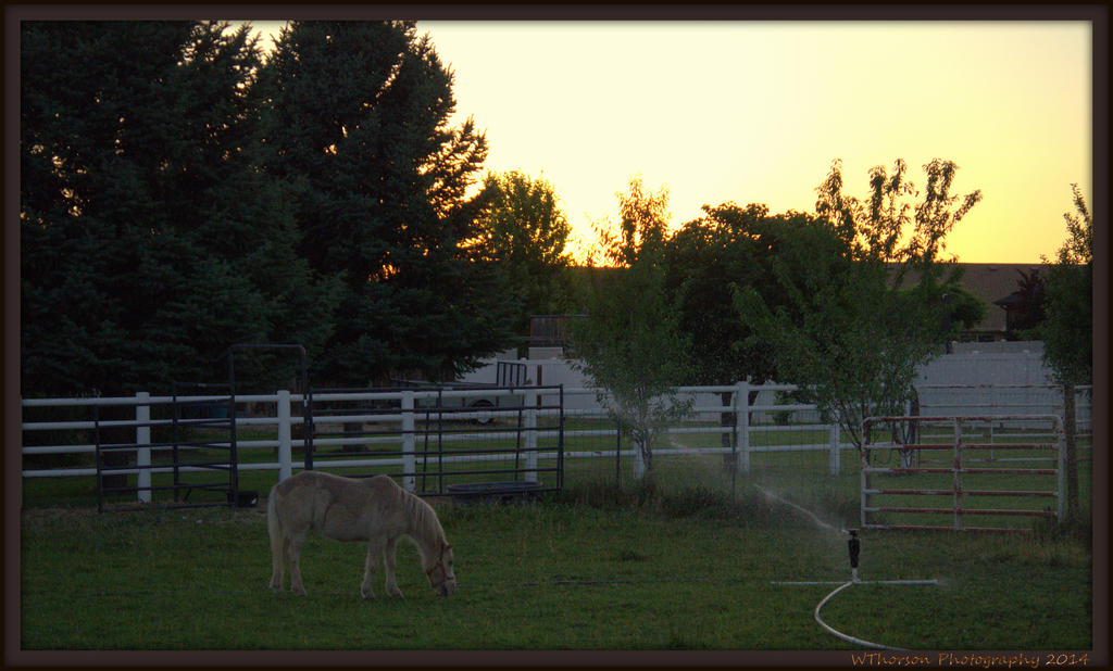 Horse under Sprinkler.jpg