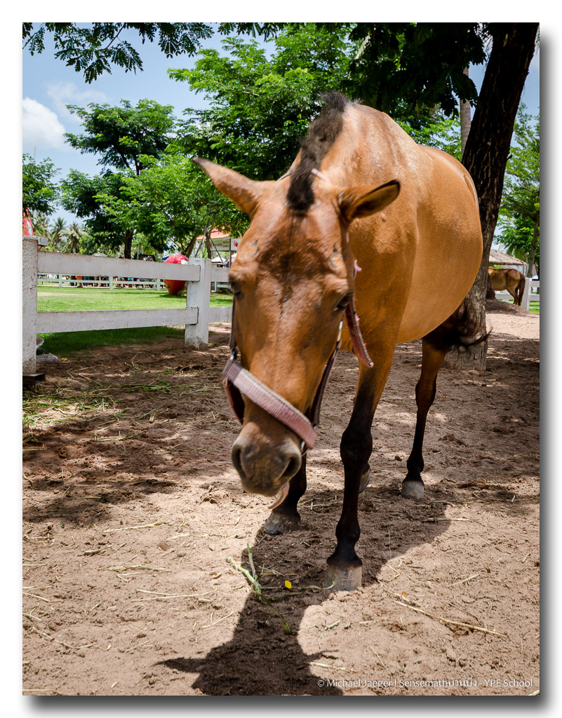 horse-wide-1.jpg