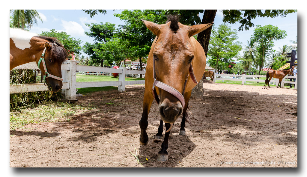 horse-wide-2.jpg