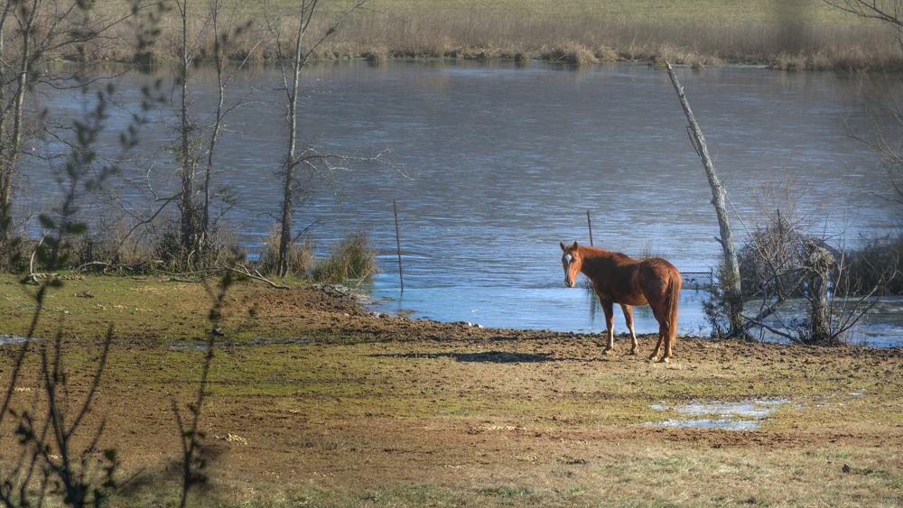 Horse With No Name-.jpg