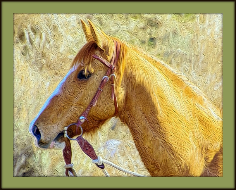 HORSE1.jpg