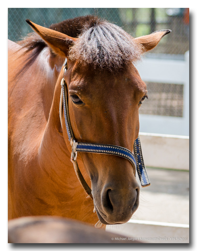 horses-1.jpg