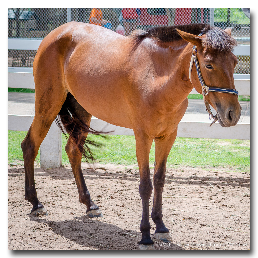 horses-2.jpg