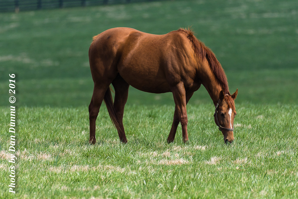 Horses 20160321-3583.jpg