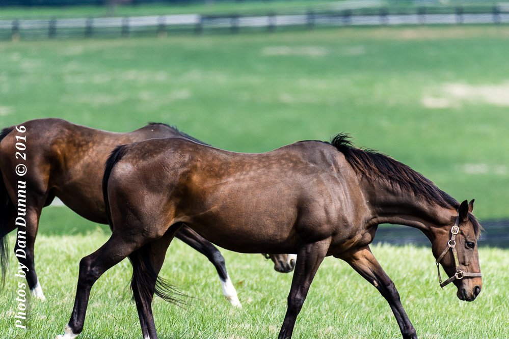 Horses 20160321-3599.jpg