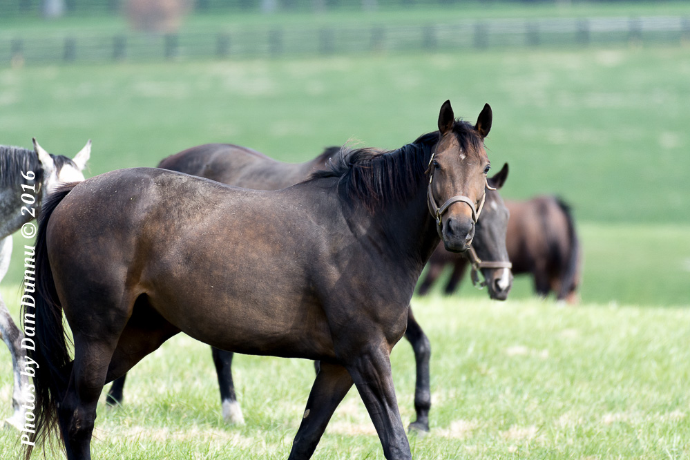 Horses 20160321-3600.jpg