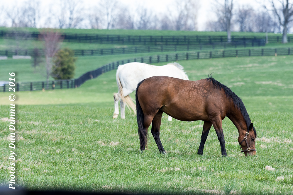 Horses 20160321-3609.jpg