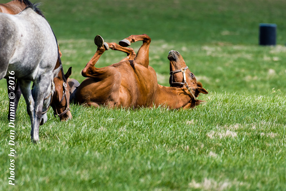 Horses 20160321-3629.jpg