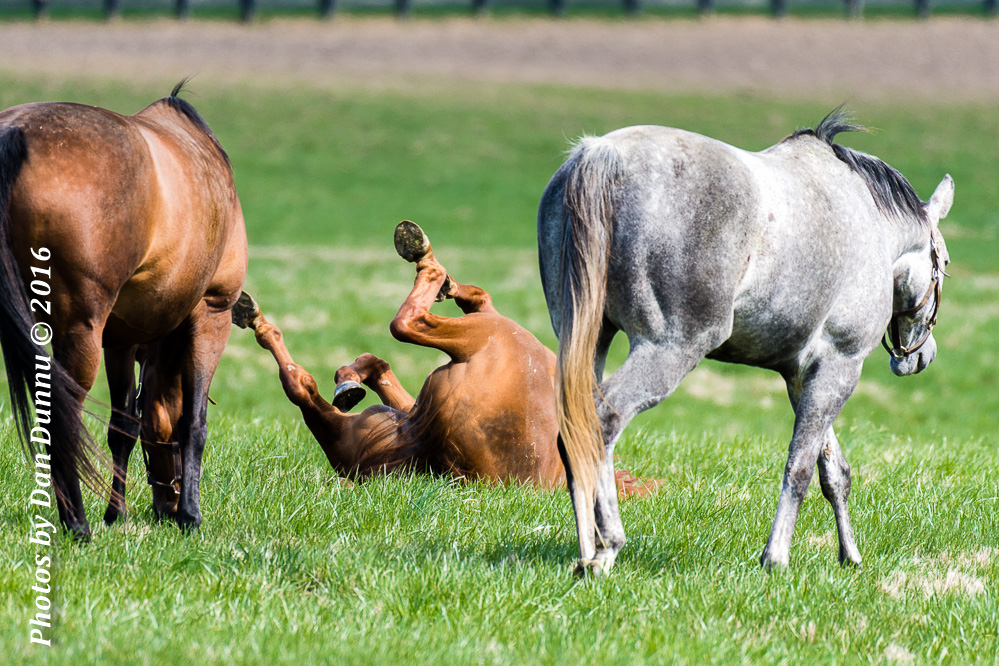 Horses 20160321-3633.jpg