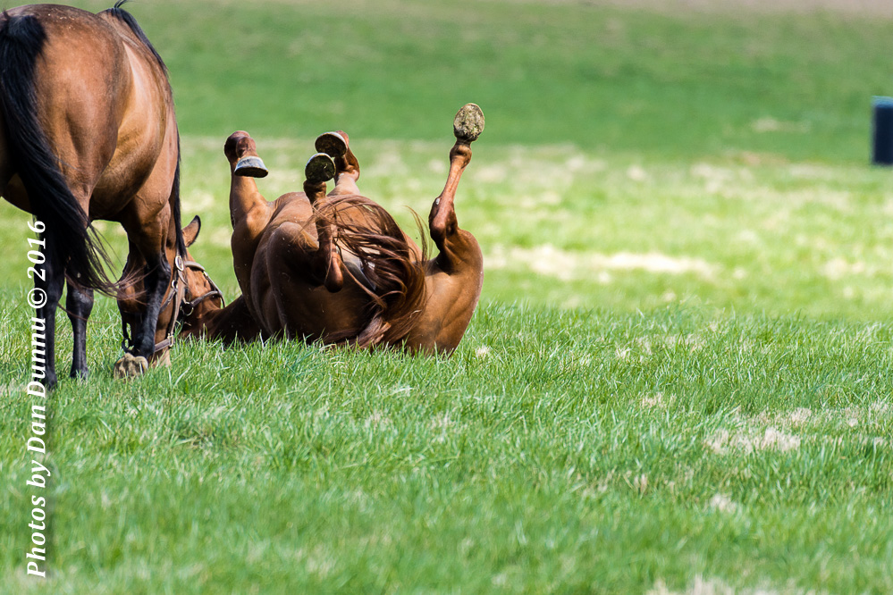 Horses 20160321-3641.jpg