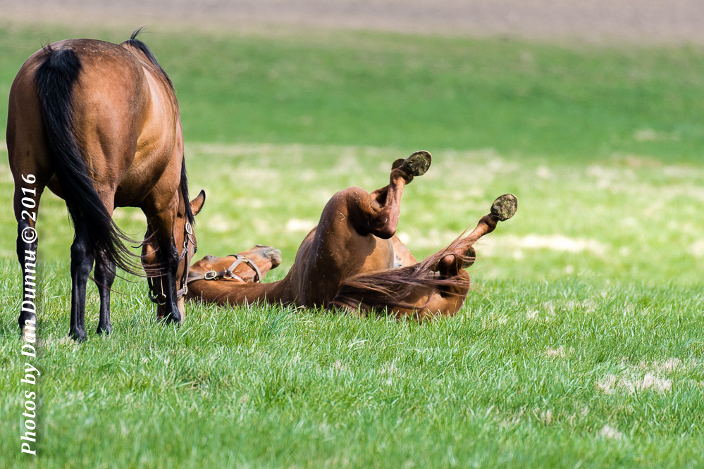 Horses 20160321-3642.jpg