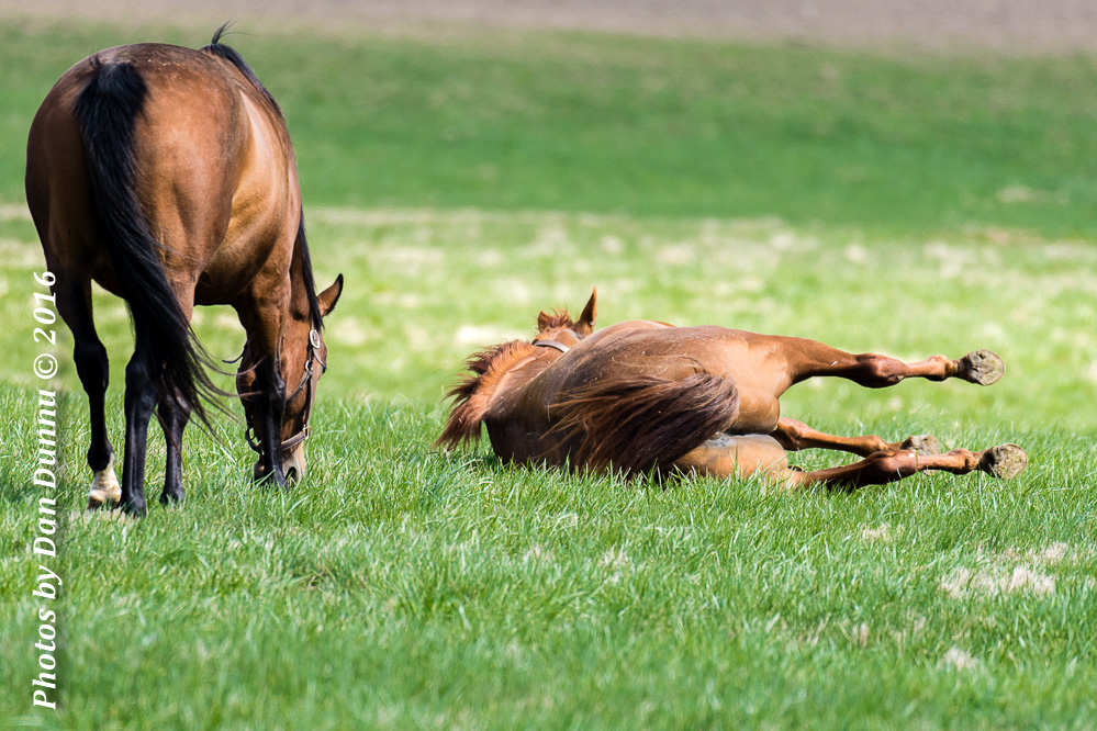 Horses 20160321-3643.jpg