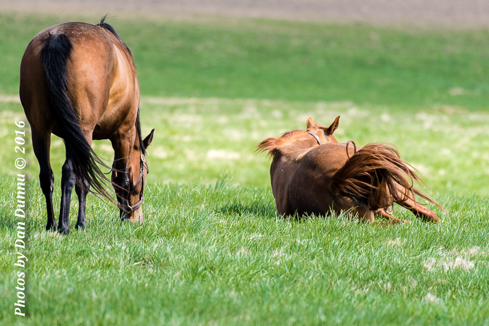 Horses 20160321-3644.jpg