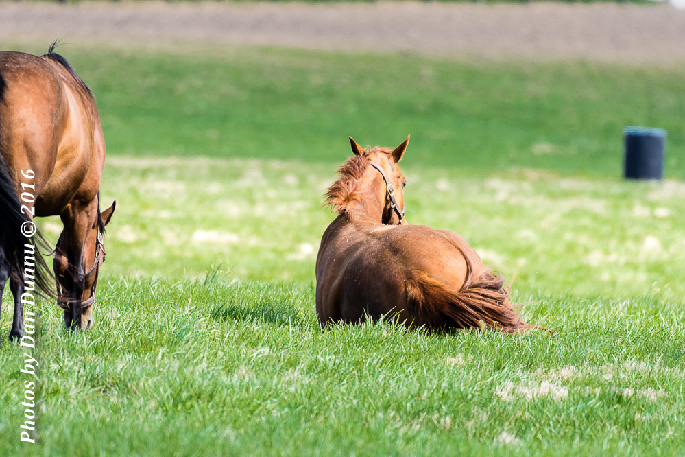Horses 20160321-3645.jpg