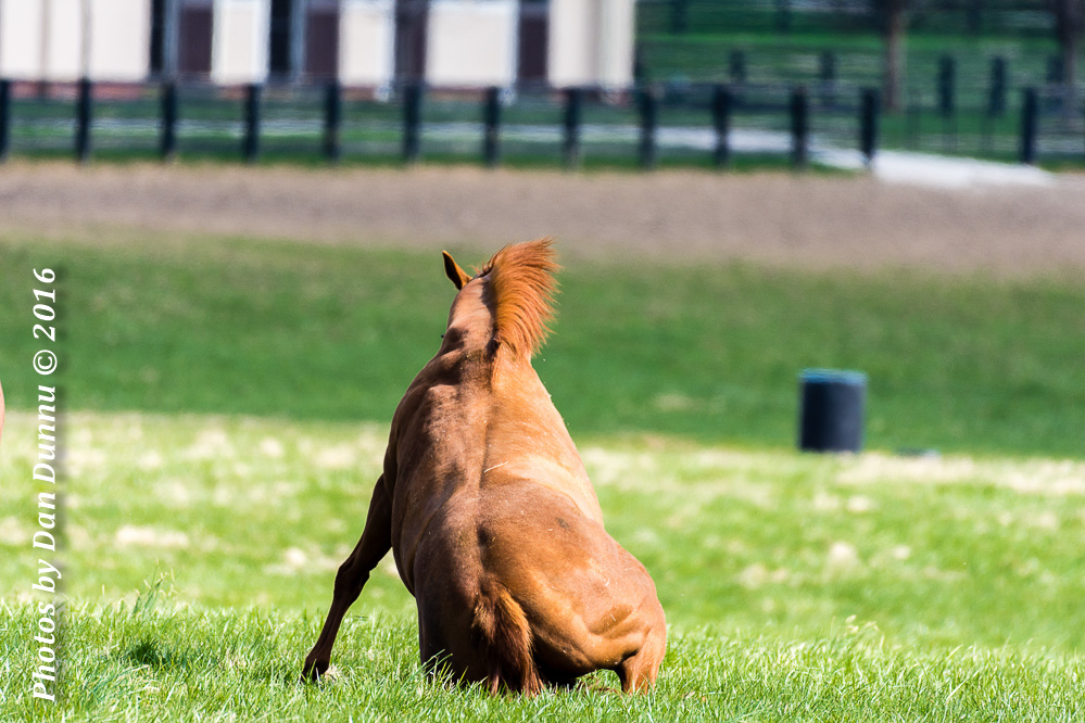 Horses 20160321-3652.jpg