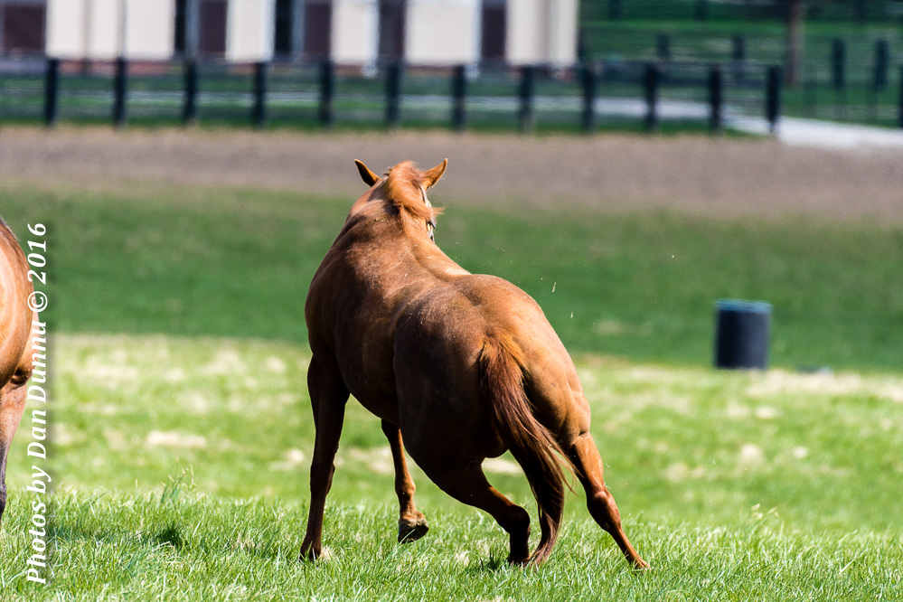 Horses 20160321-3653.jpg