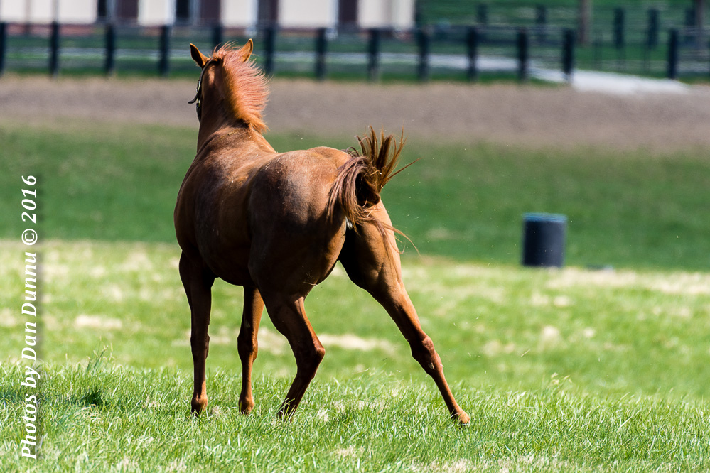 Horses 20160321-3654.jpg
