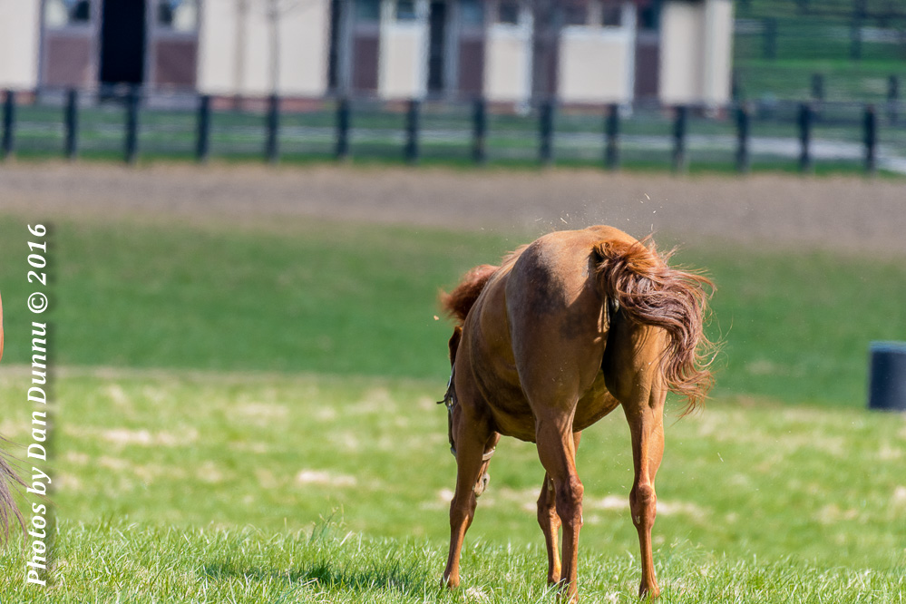 Horses 20160321-3655.jpg