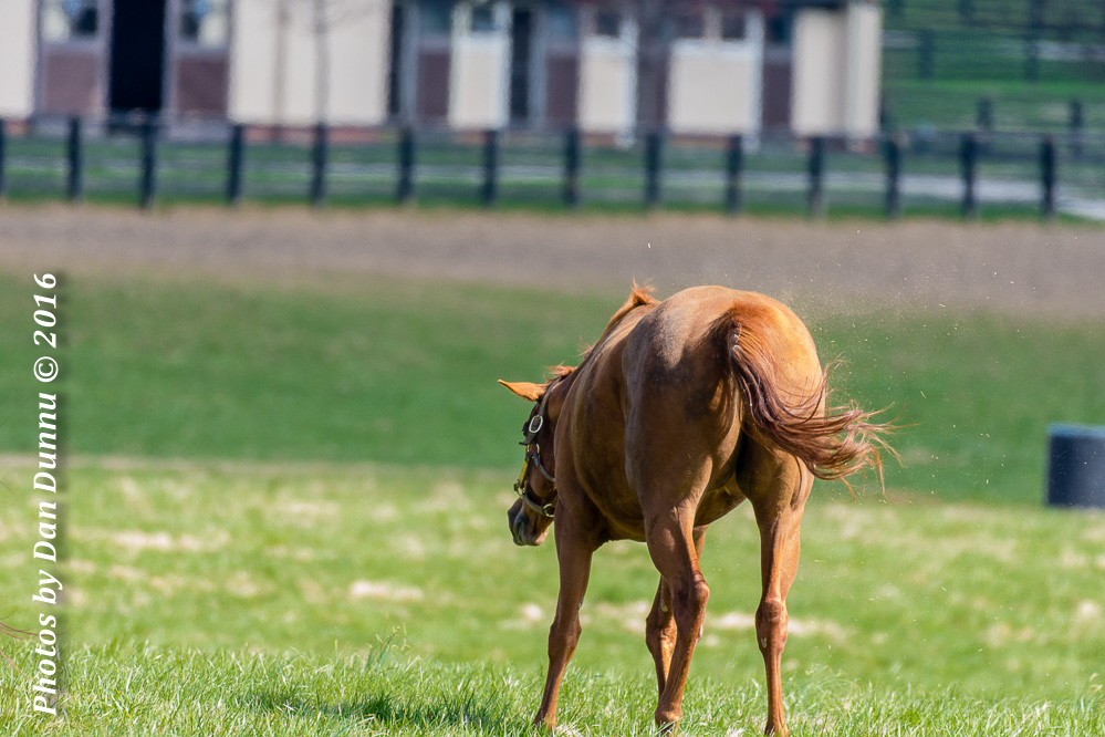 Horses 20160321-3656.jpg
