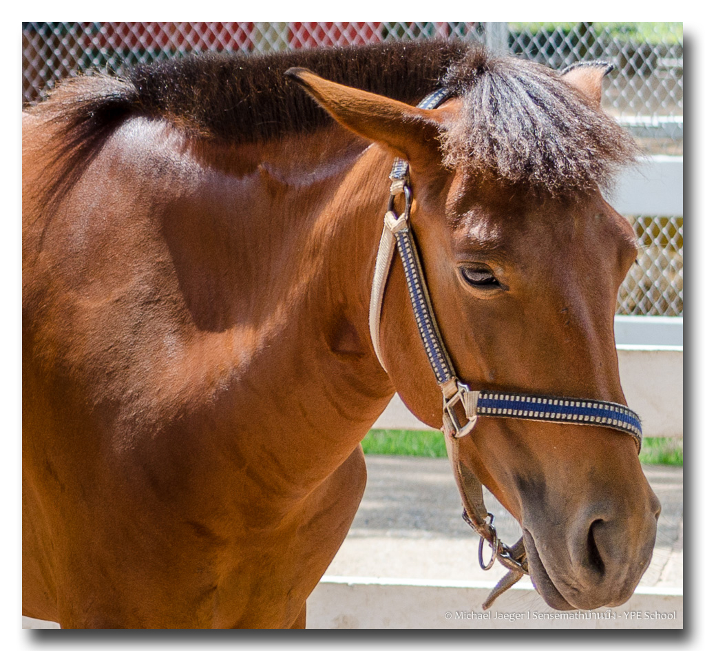 horses-3.jpg