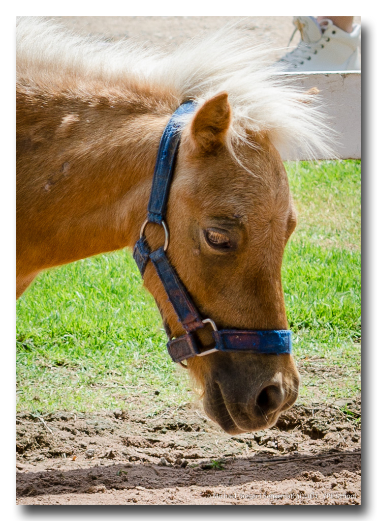horses-4.jpg