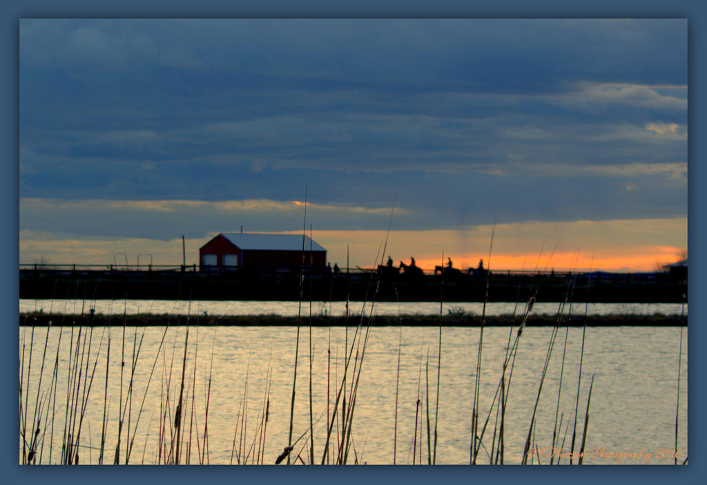 Horses at Sunset 4-9-2016.jpg