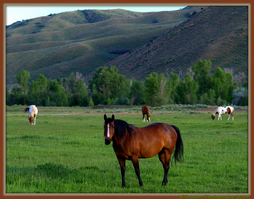 Horses in  a Meadow.jpg