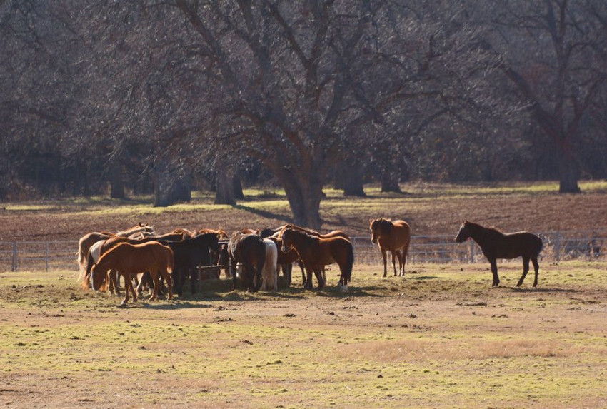 horses.jpg