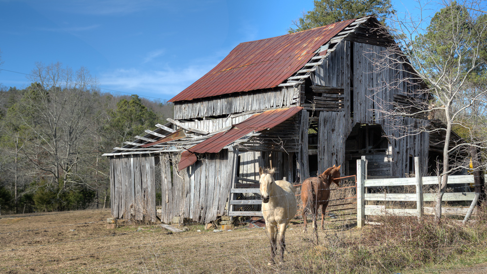 horsie--3.jpg