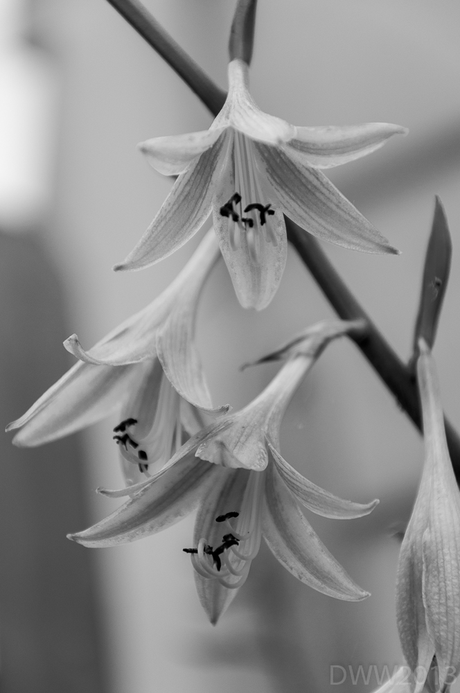 Hosta (1 of 1).jpg