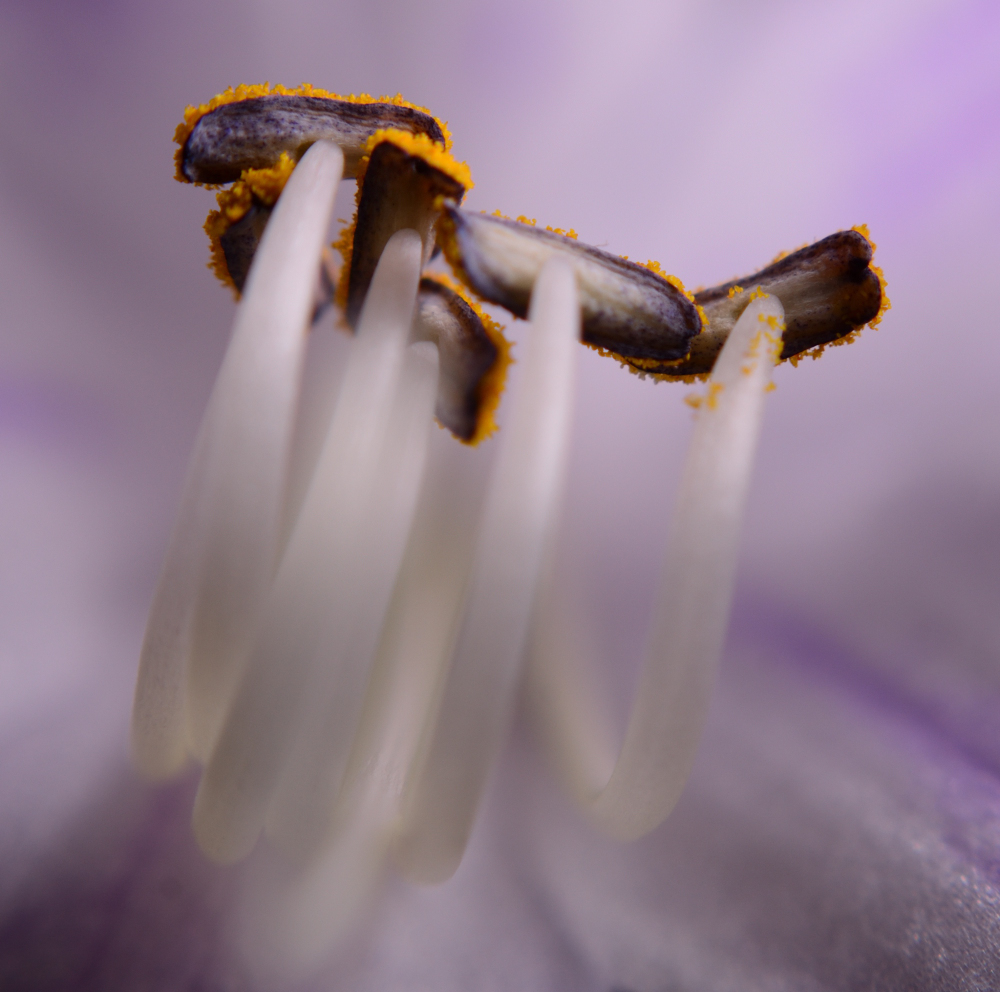 Hosta Stamen.JPG