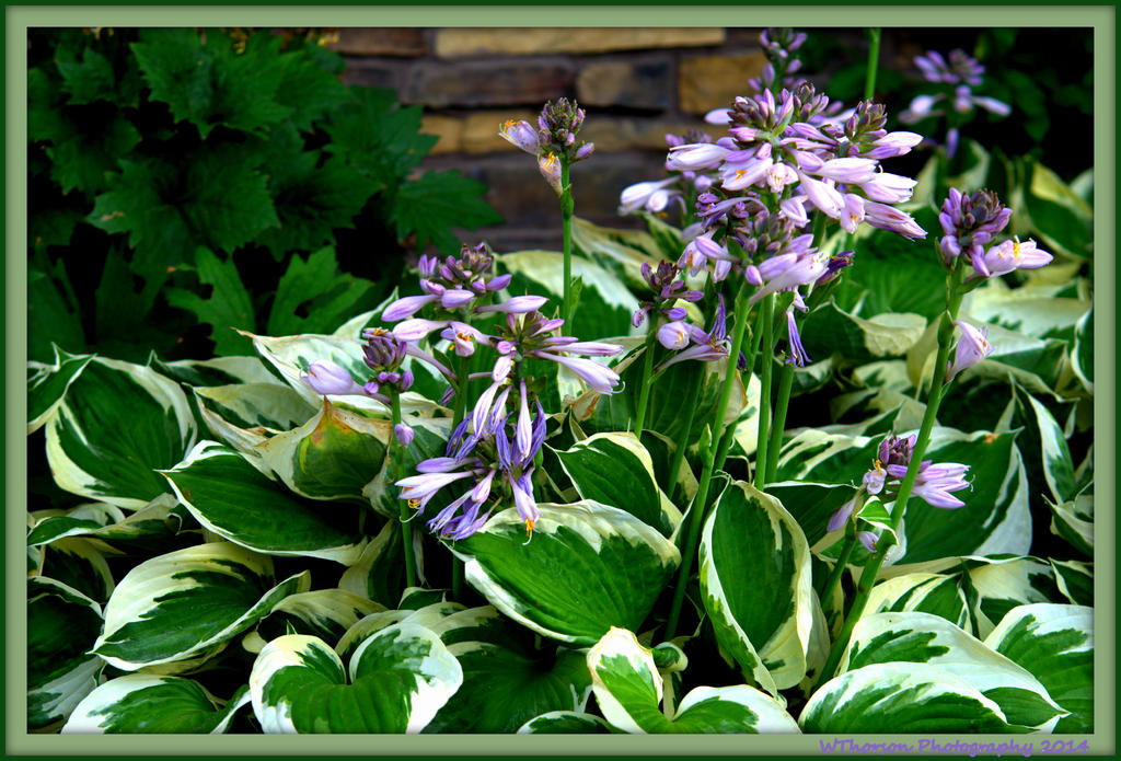 Hosta's.jpg