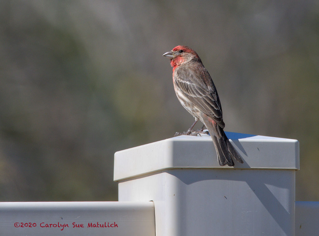 House Finch N MR 500_1916.jpg