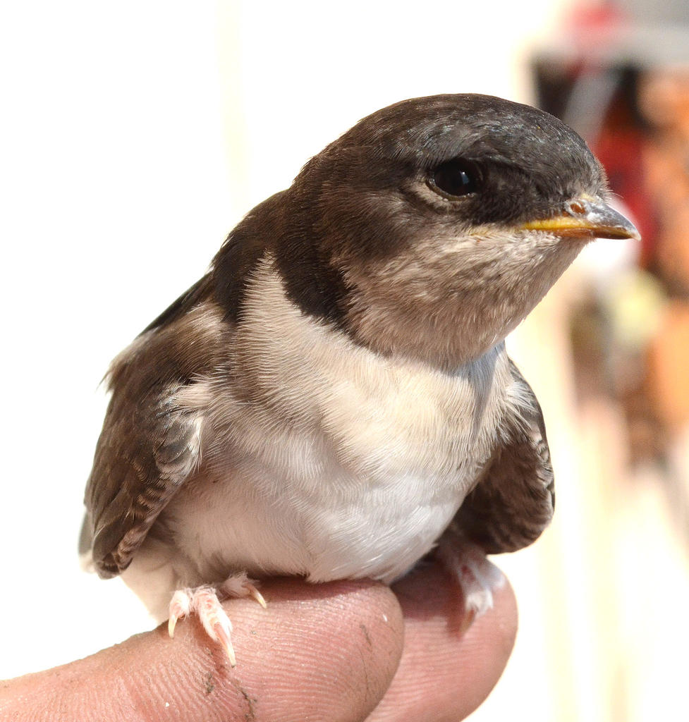 House Martin 2.jpg