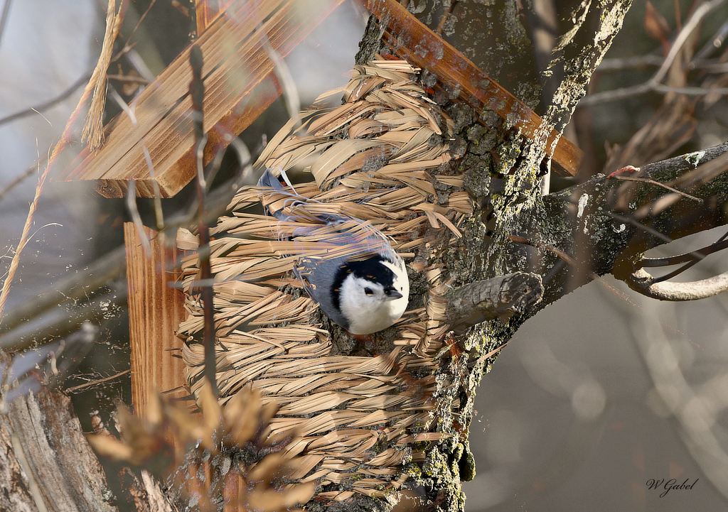 House on a Nuthatch sm.jpg