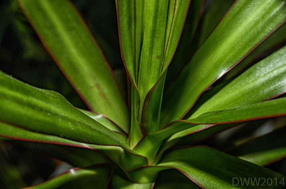 House Plant (1 of 1).jpg