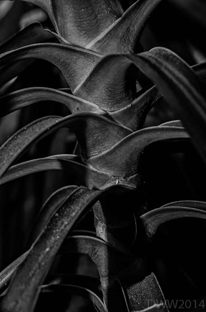 House Plant 2 (1 of 1).jpg