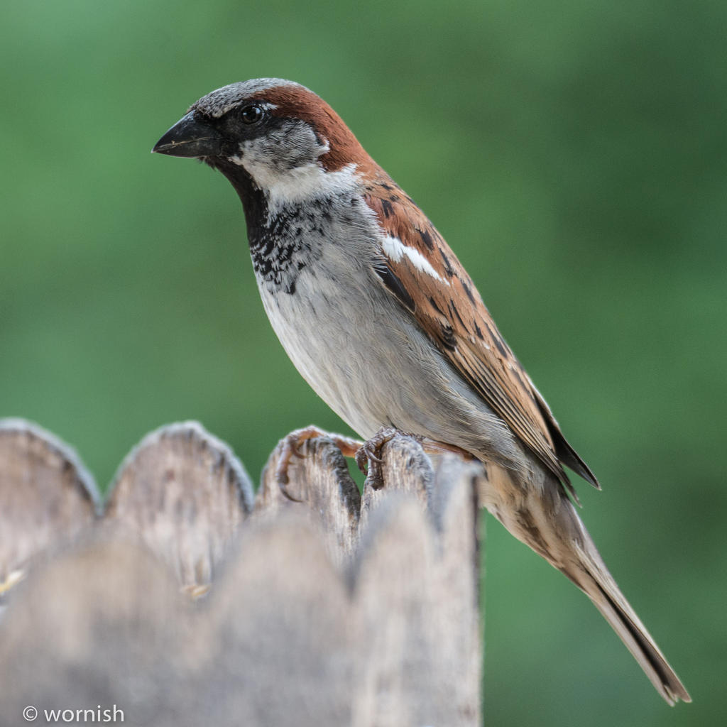 house sparrow.jpg